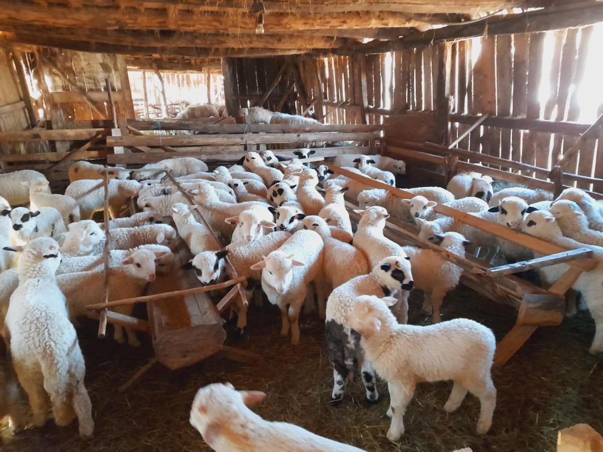 Willa Casa De La Ferma Mariuca Berbesti Zewnętrze zdjęcie