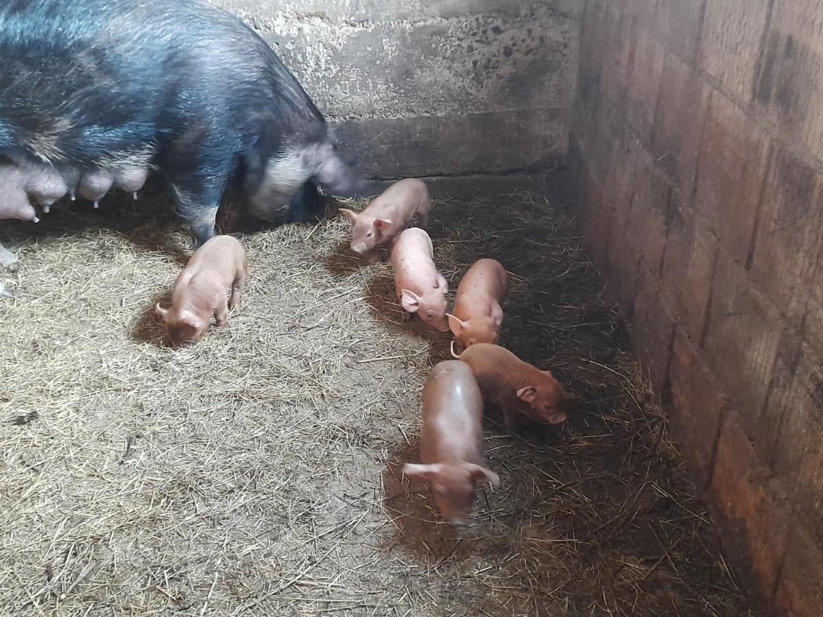 Willa Casa De La Ferma Mariuca Berbesti Zewnętrze zdjęcie