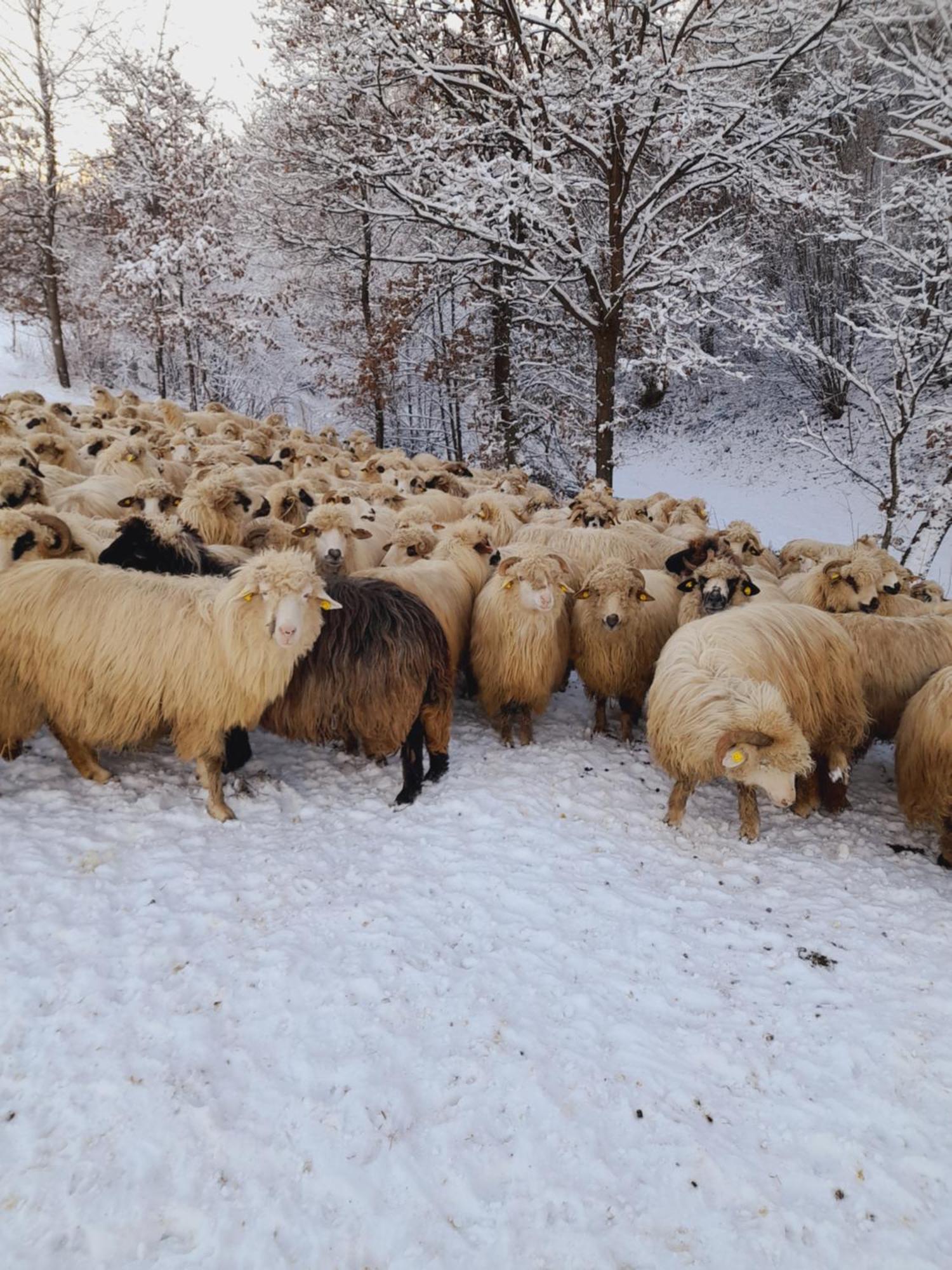 Willa Casa De La Ferma Mariuca Berbesti Zewnętrze zdjęcie