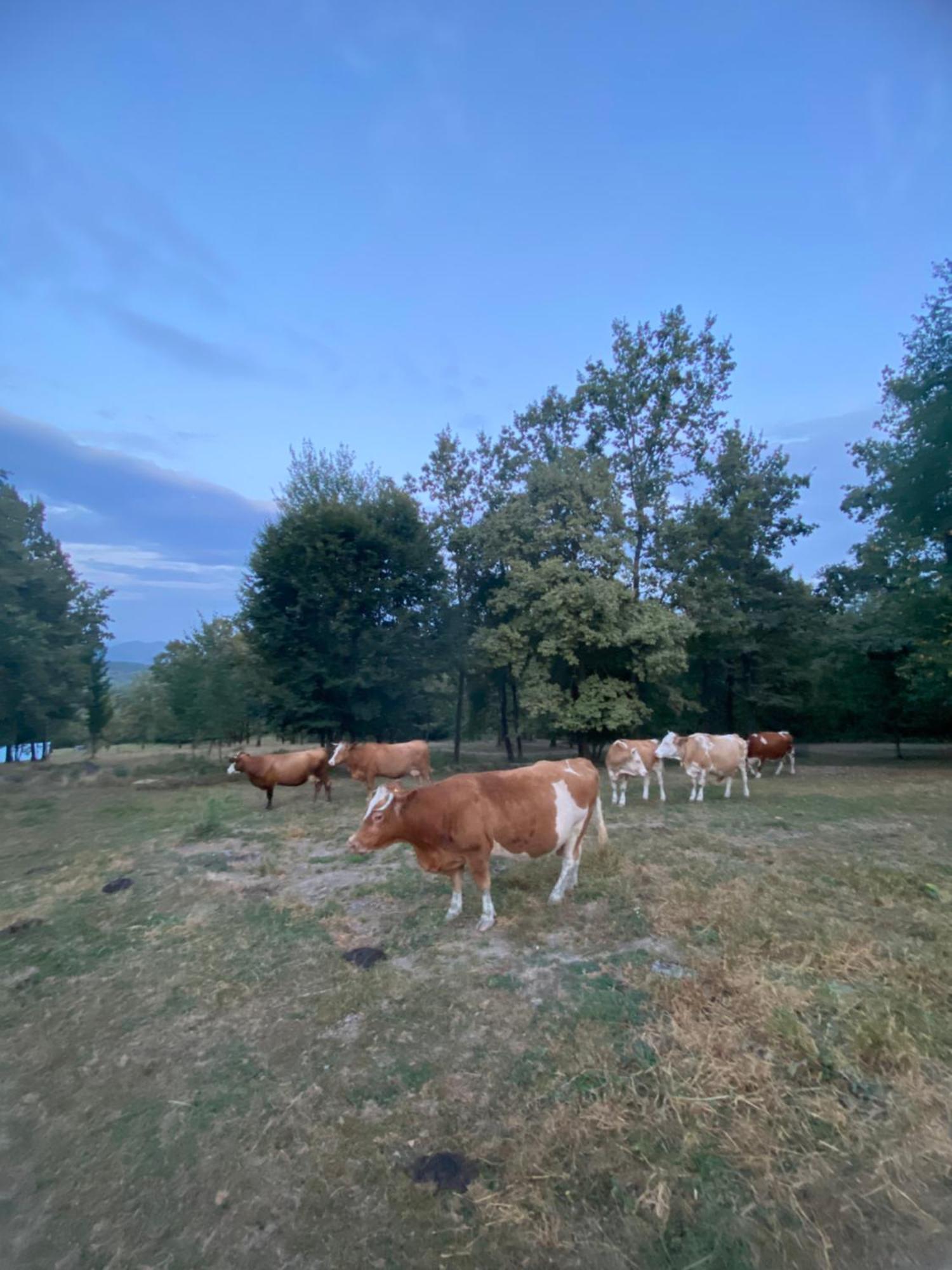 Willa Casa De La Ferma Mariuca Berbesti Zewnętrze zdjęcie