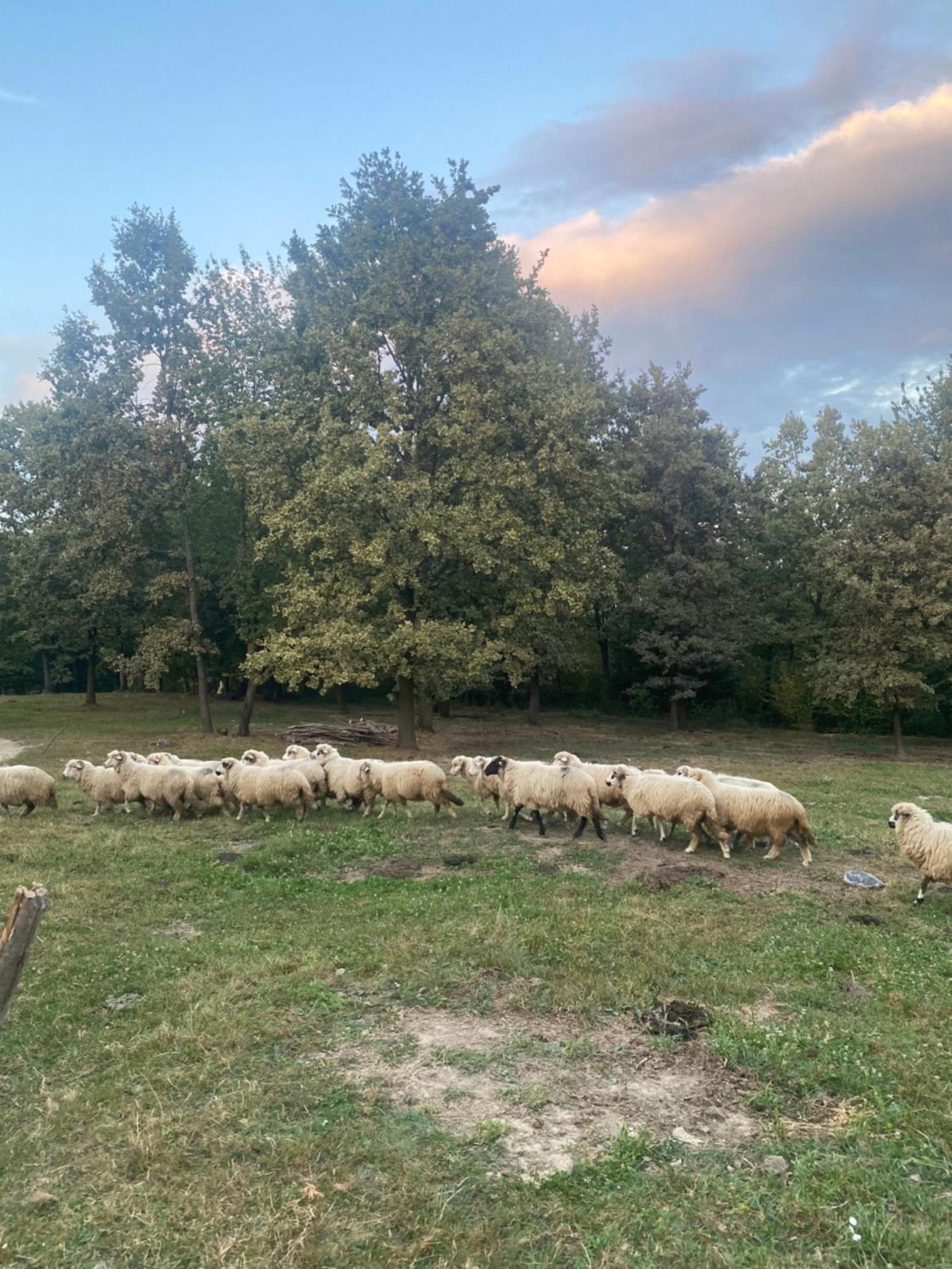 Willa Casa De La Ferma Mariuca Berbesti Zewnętrze zdjęcie
