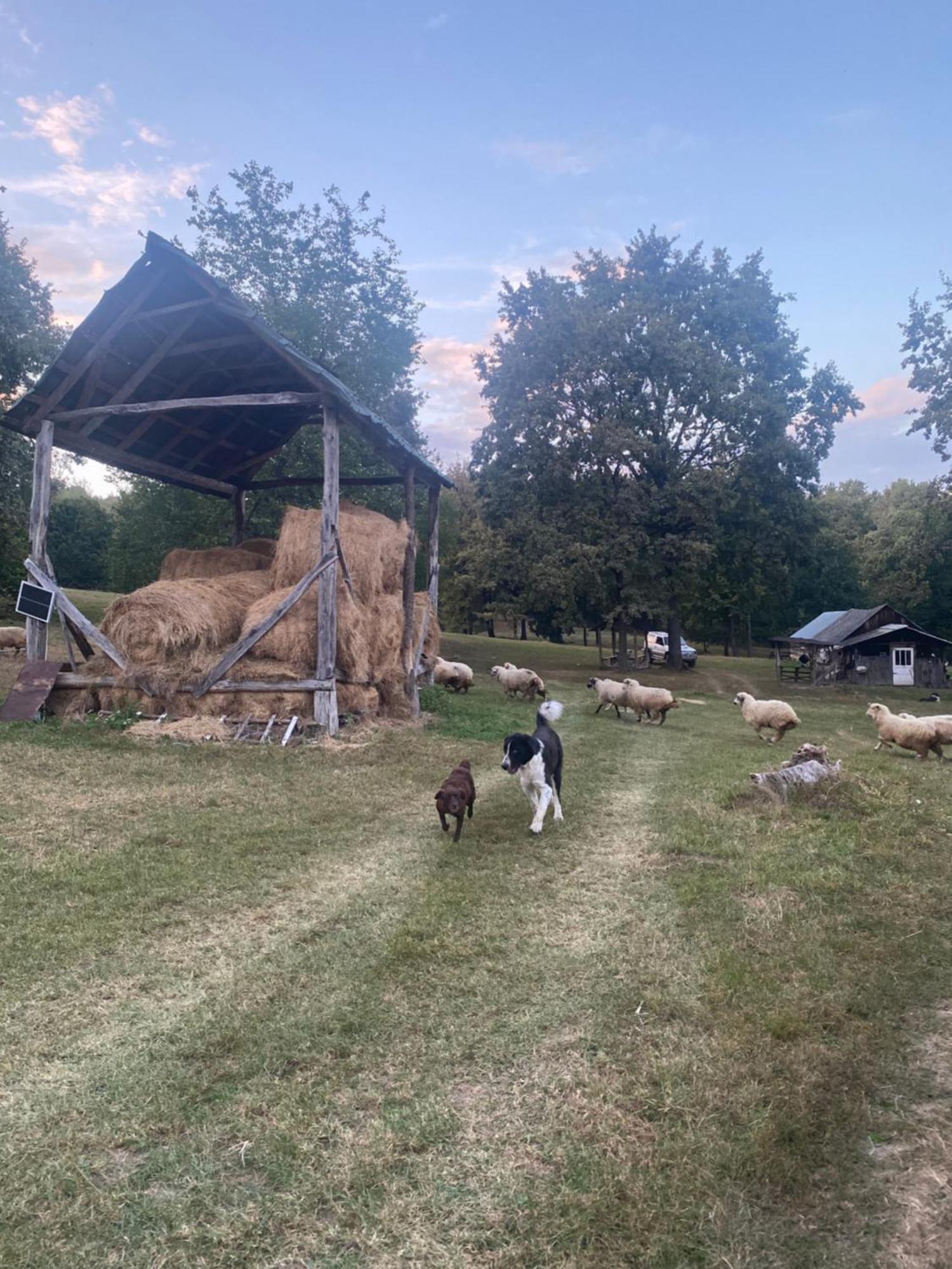 Willa Casa De La Ferma Mariuca Berbesti Zewnętrze zdjęcie